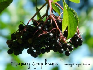 Elderberry Syrup Recipe