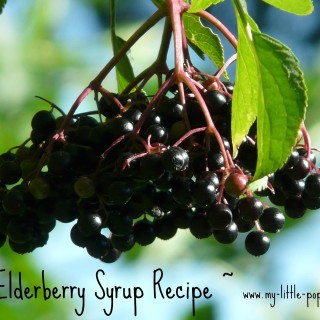 Elderberry Syrup Recipe