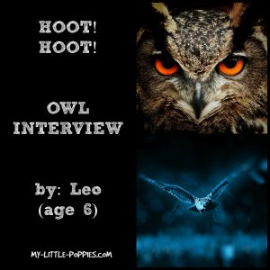 OWL INTERVIEW
