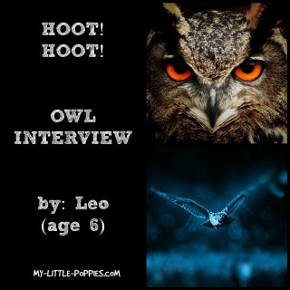 Owl Interview!