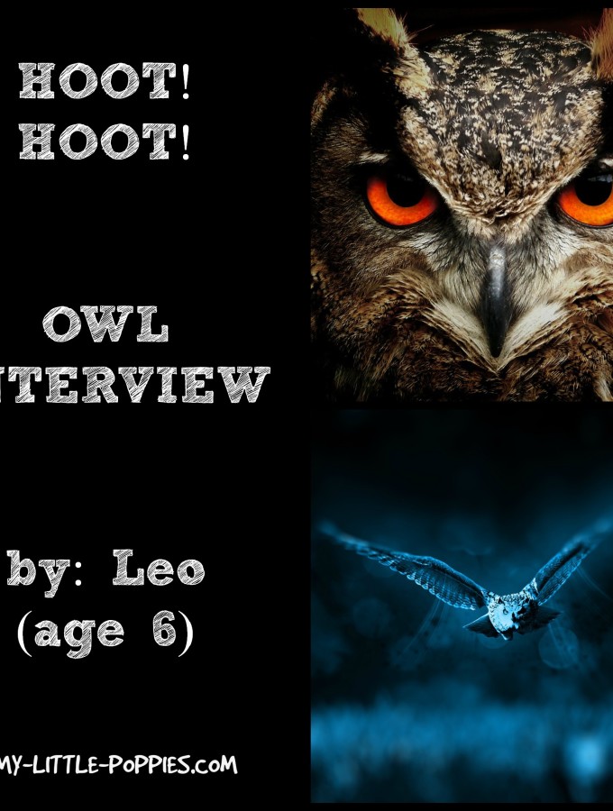 Owl Interview!