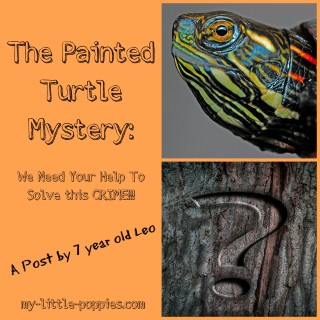 The Painted Turtle Mystery {A POST BY LEO}
