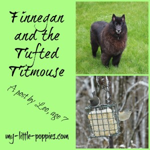 Finnegan and the Tufted Titmouse