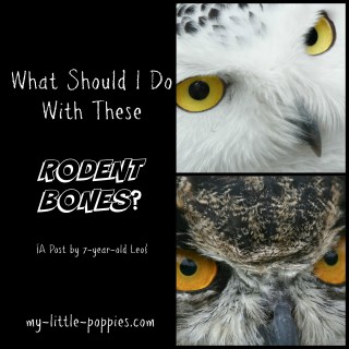 What Should I Do With These RODENT BONES? {A Post by Leo}