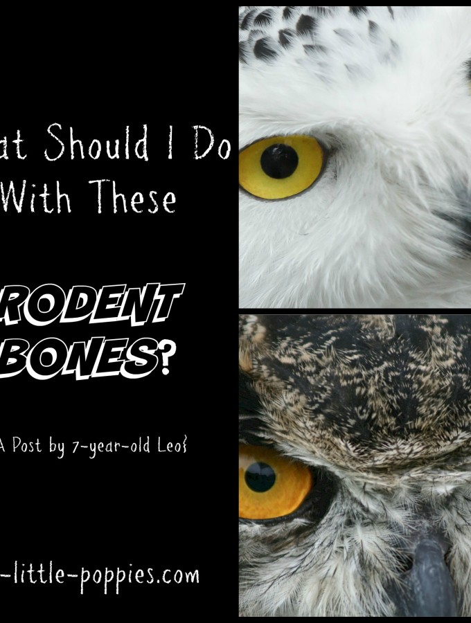 What Should I Do With These RODENT BONES? {A Post by Leo}