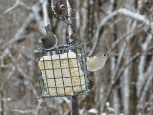junco-209529_1280