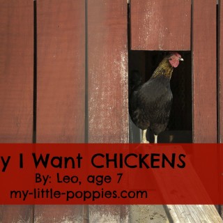 Why I Want CHICKENS