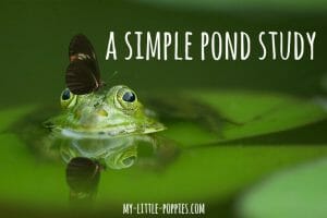 homeschool, homeschooling, nature, pond exploration, unit study, science